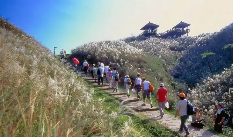 觀光署芒花季小旅行開賣～60元芒花專車＆299元超值套票