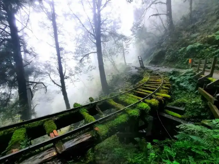 太平山「森」呼吸．深度對話大自然～是健行．更是身心靈的洗滌