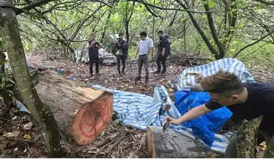 種瓜是假．盜木是真；河床藏紅檜．18人遭起訴【影音新聞】