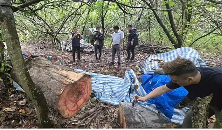 種瓜是假．盜木是真；河床藏紅檜．18人遭起訴【影音新聞】