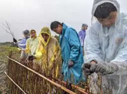 堆砂籬守護家鄉海岸 羅高、東光國中師生共築綠色防線【影音新聞】