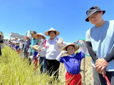 粒粒皆辛苦 羅東鎮立幼兒園割稻、慶豐收活動【影音新聞】